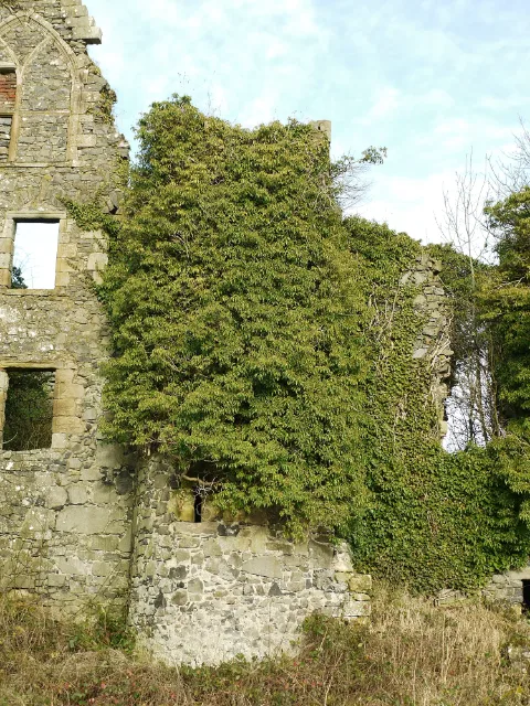 Dense ivy covering the wall beside Auchans Castle gable