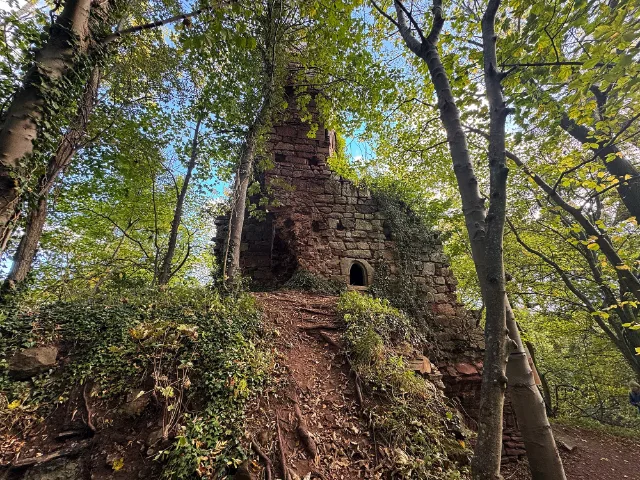Wysoki fragment muru ponad leśną ścieżką